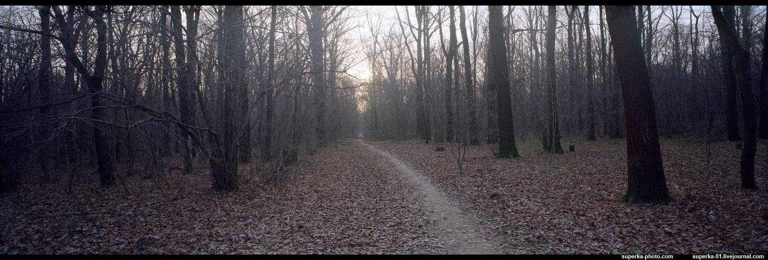 парк, дерево, деревья, тропинка, ботанический сад., Павел Супрун
