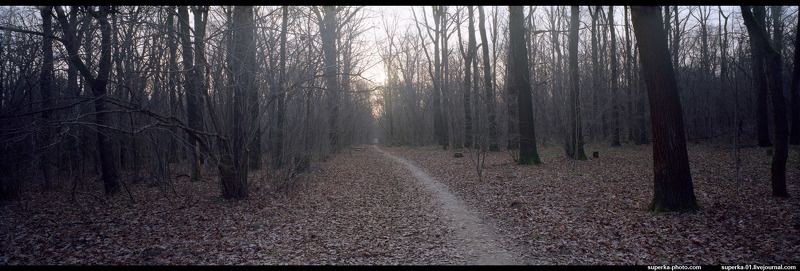 парк, дерево, деревья, тропинка, ботанический сад. Ботанический сад, Москва фото превью