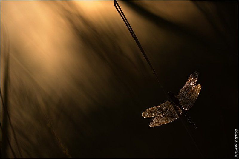 стрекоза, свет, тьма И свет во тьме светит фото превью