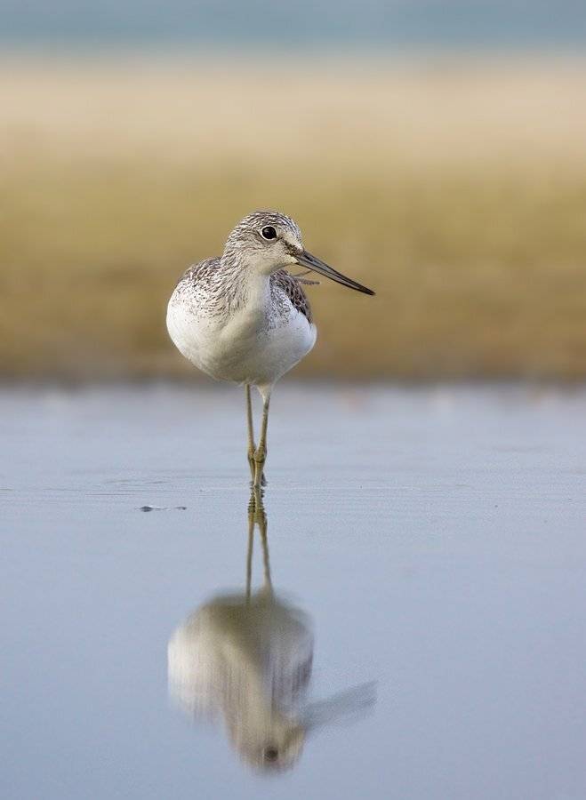 большой, улит, Alena