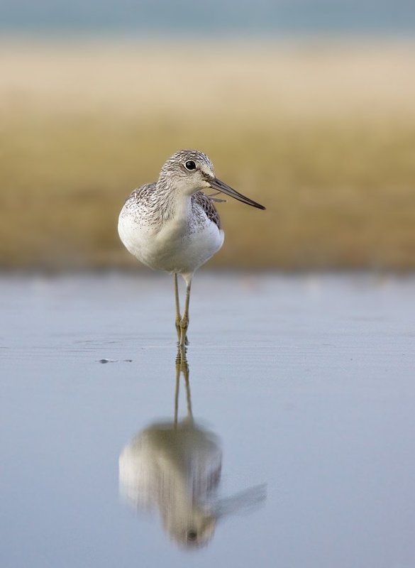 большой, улит тихое утро фото превью