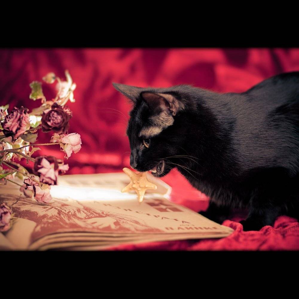 , Михалакий Дмитрий