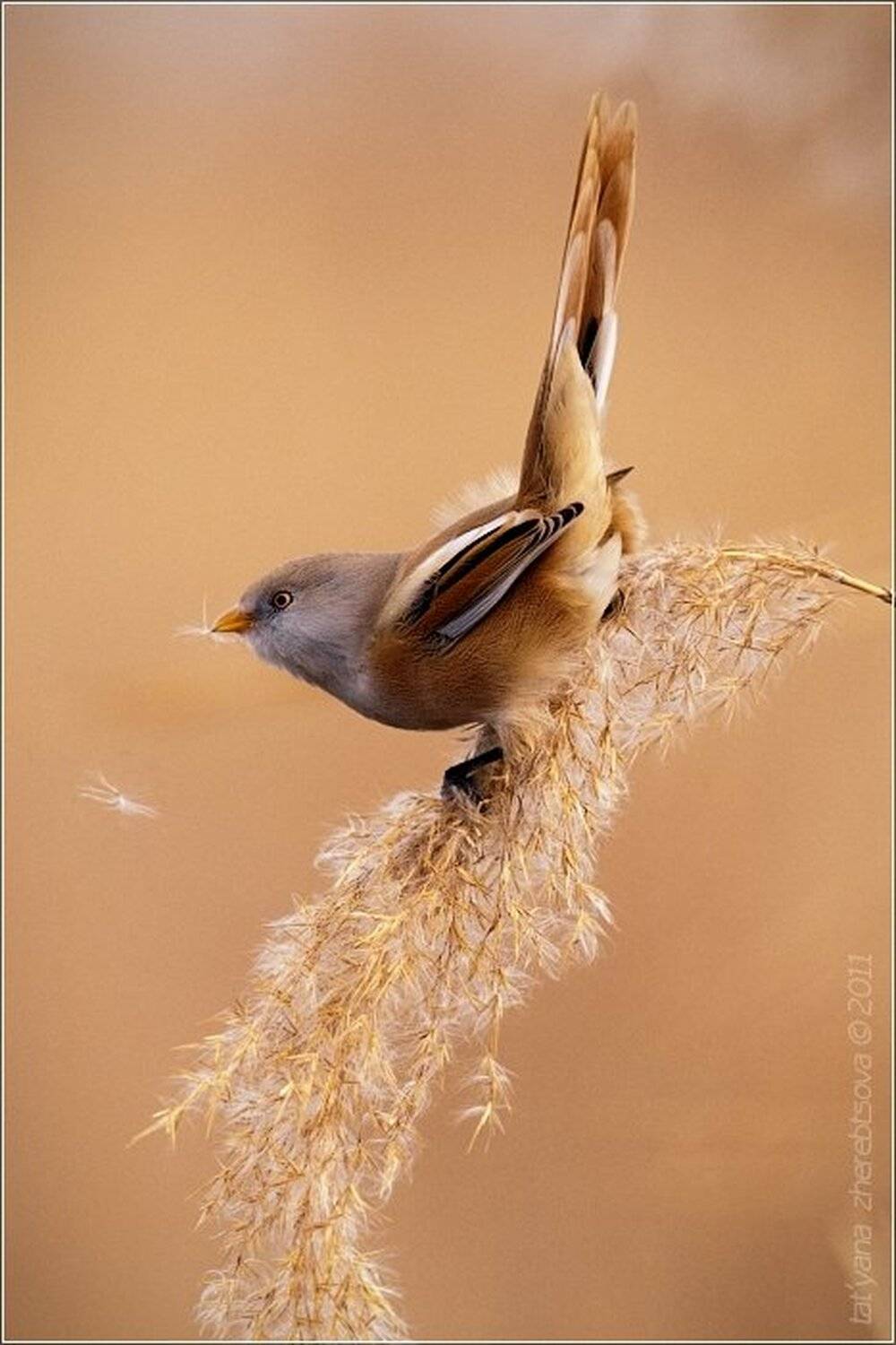 усатая, синица, жеребцова, татьяна, Татьяна Жеребцова