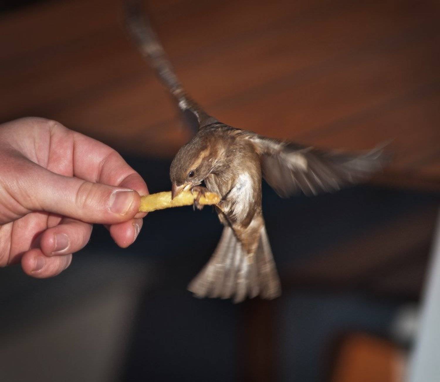 , Михаил Мочалов