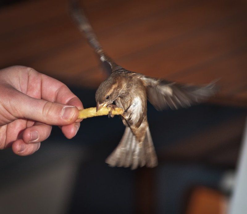 жадный воробей ... ;) фото превью