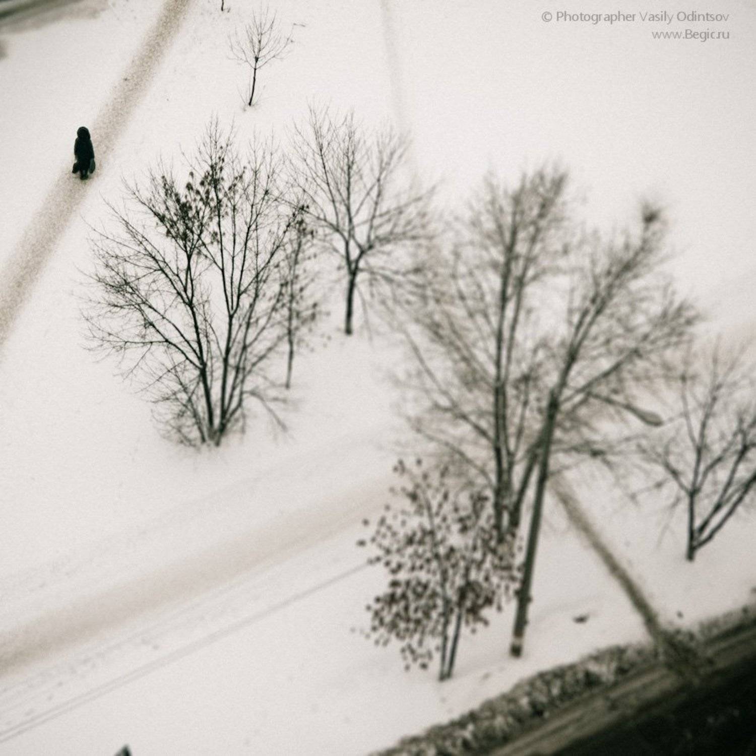 begic, Begicus Hippopotamus