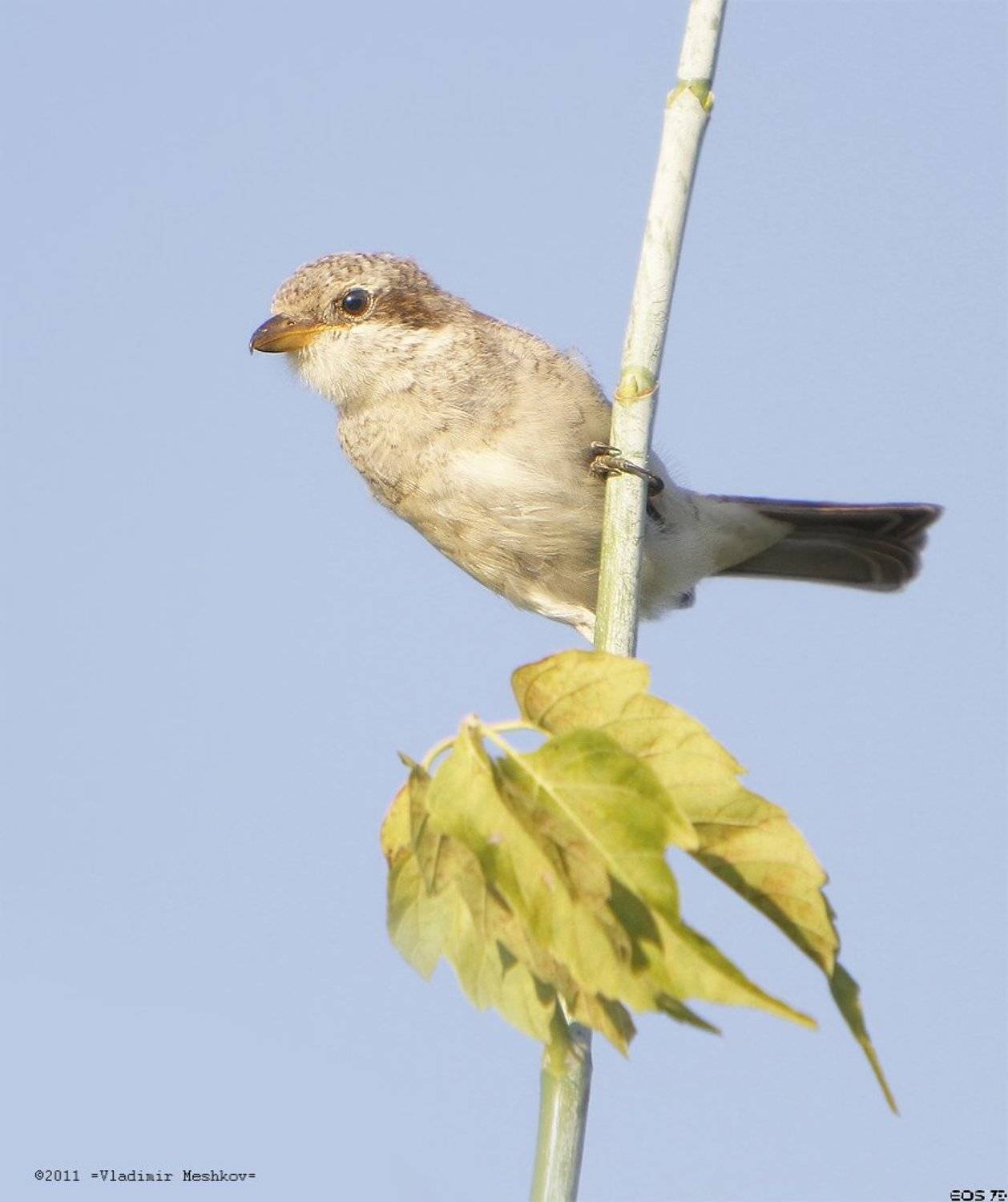 , &copy; =Vladimir Meshkov=