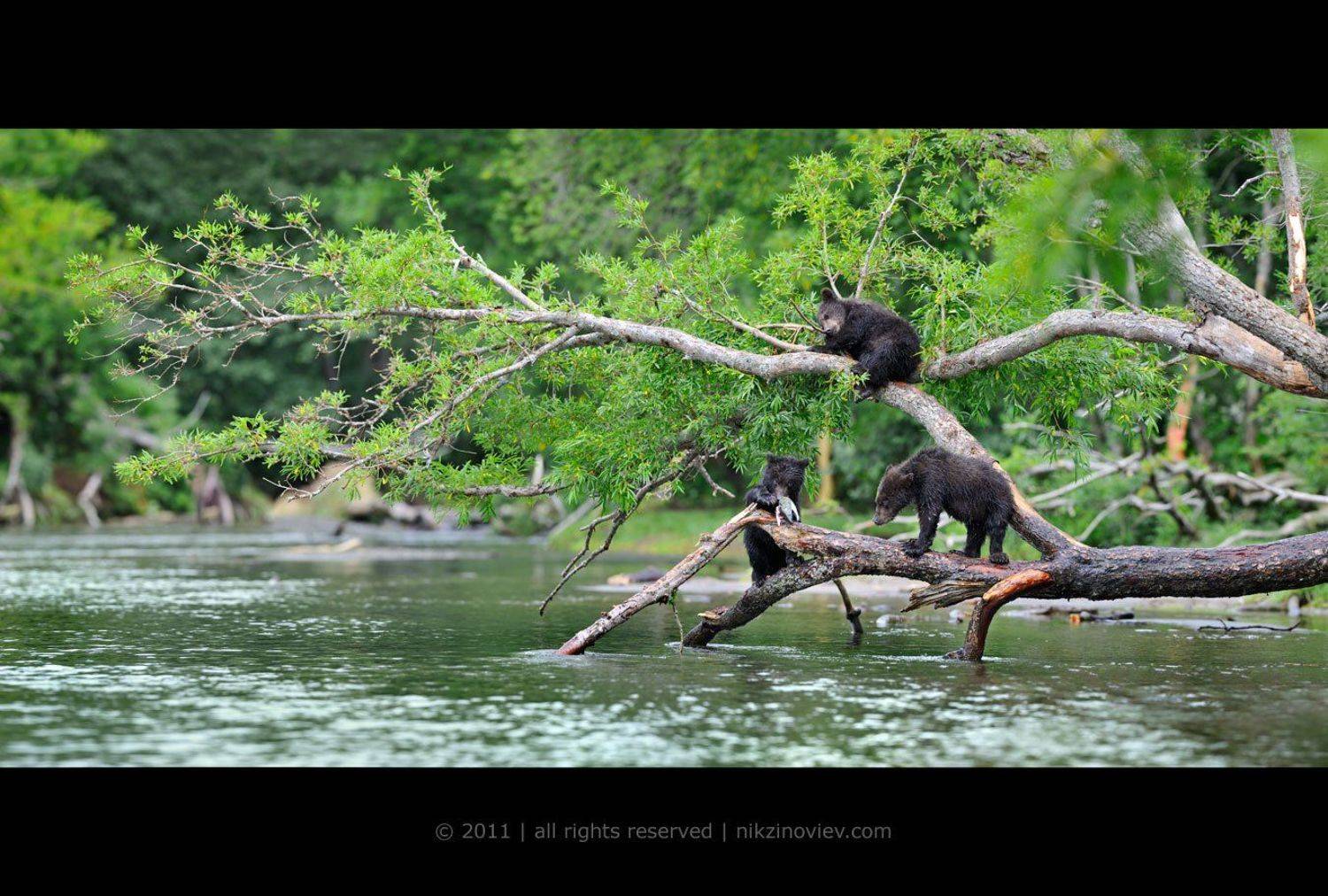 медвежата, курильское озеро, камчатка, рыбалка, лосось, дикая природа, николай зиновьев, Николай Зиновьев