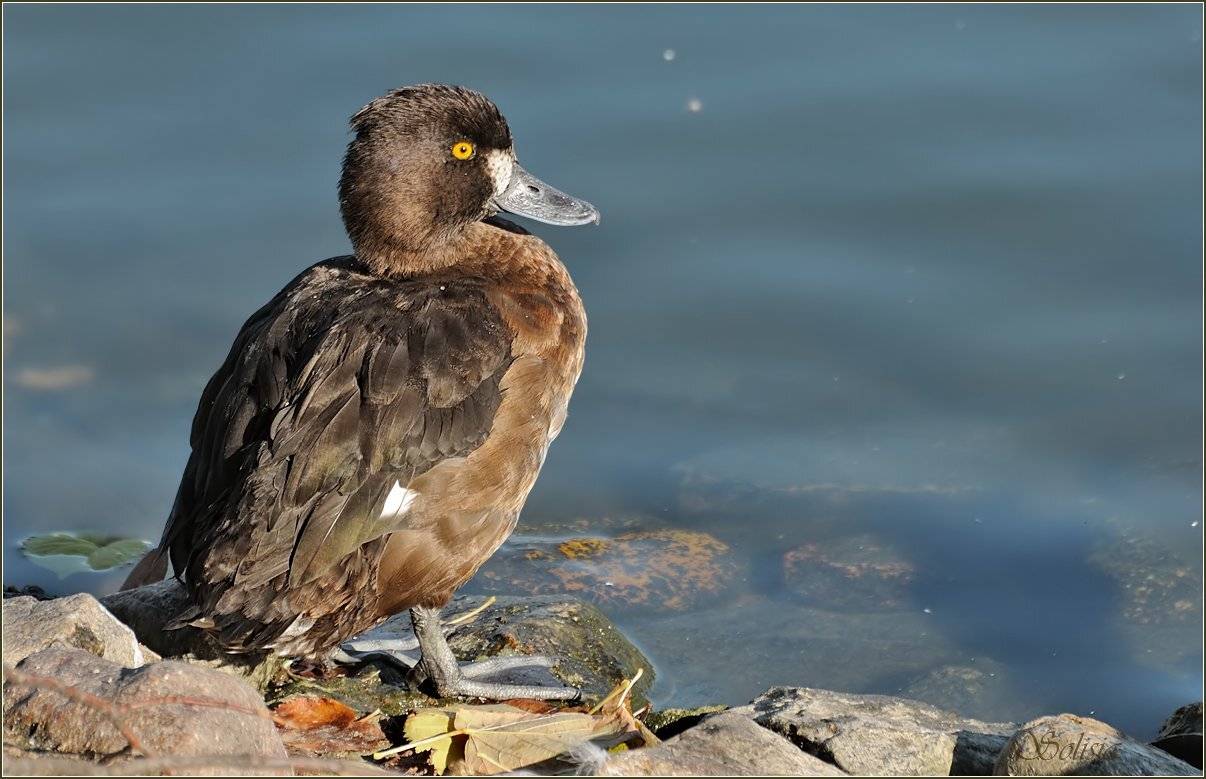 природа, птицы, утка, водоплавающие, чернеть хохлатая,  aythya fuligula, самка, Солисия