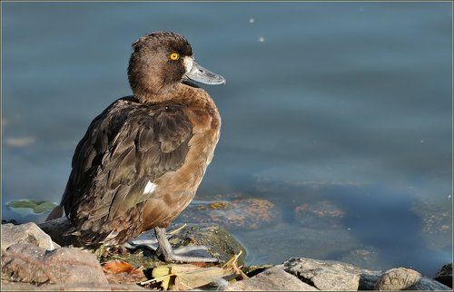 Хохлатая чернеть