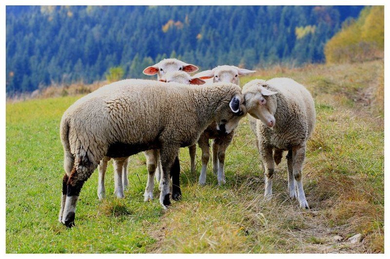 Встреча лицом к лицу ... фото превью