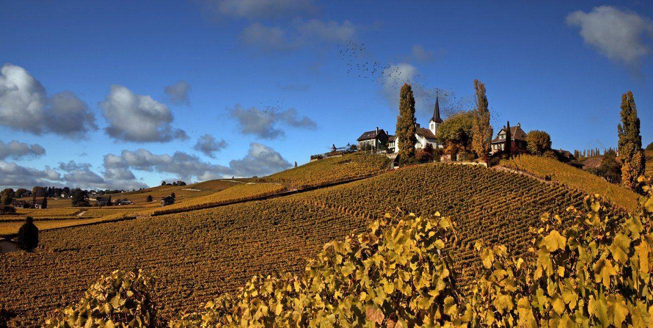 swiss, Матвеев Николай