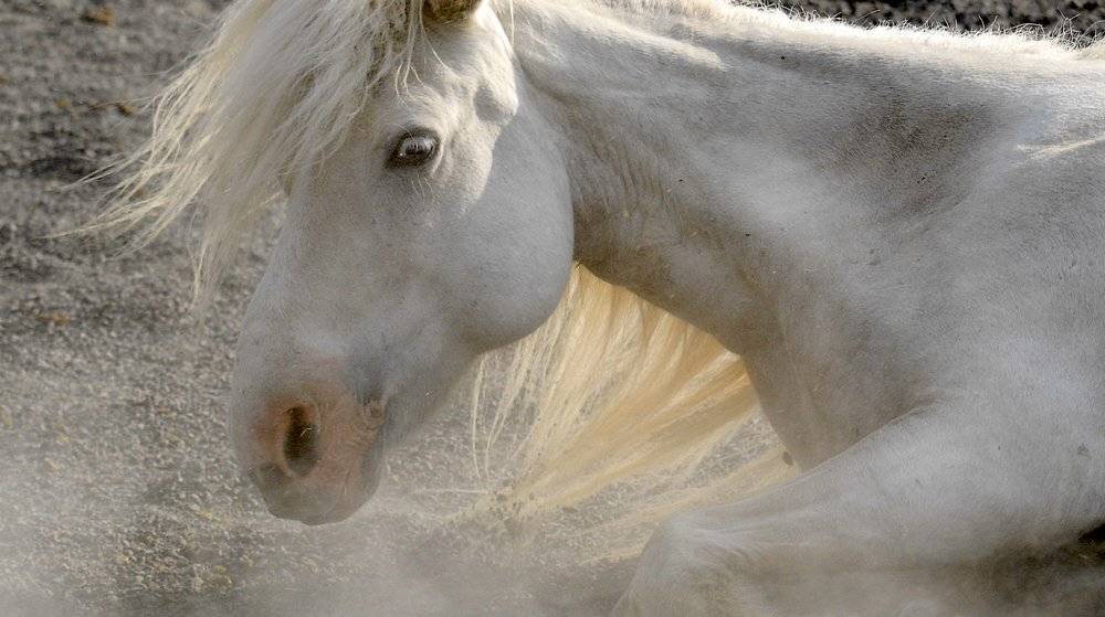 лошадь, Ксения