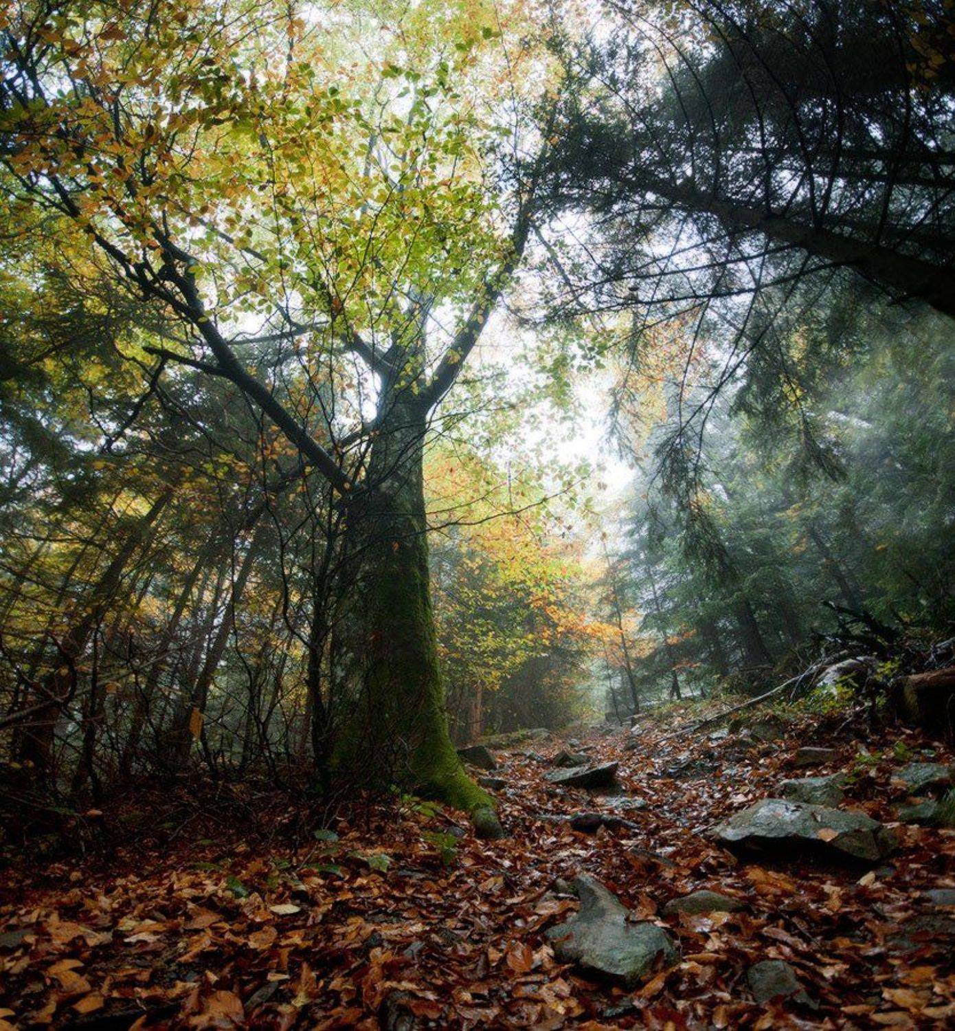 карпаты, природа, пейзаж, лес, туман, панорама, Piligrim