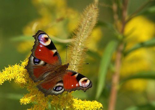 Какой такой павлин мавлин! Не видишь? Мы кушаем!