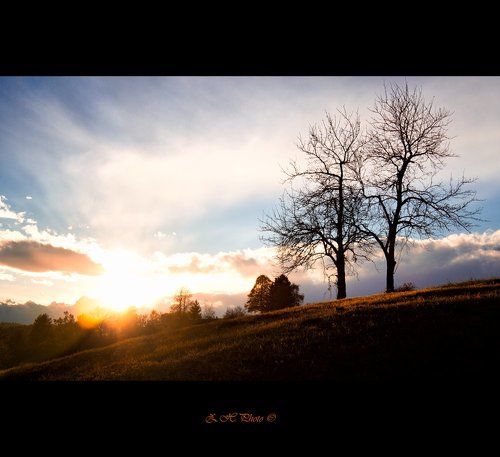 Two trees
