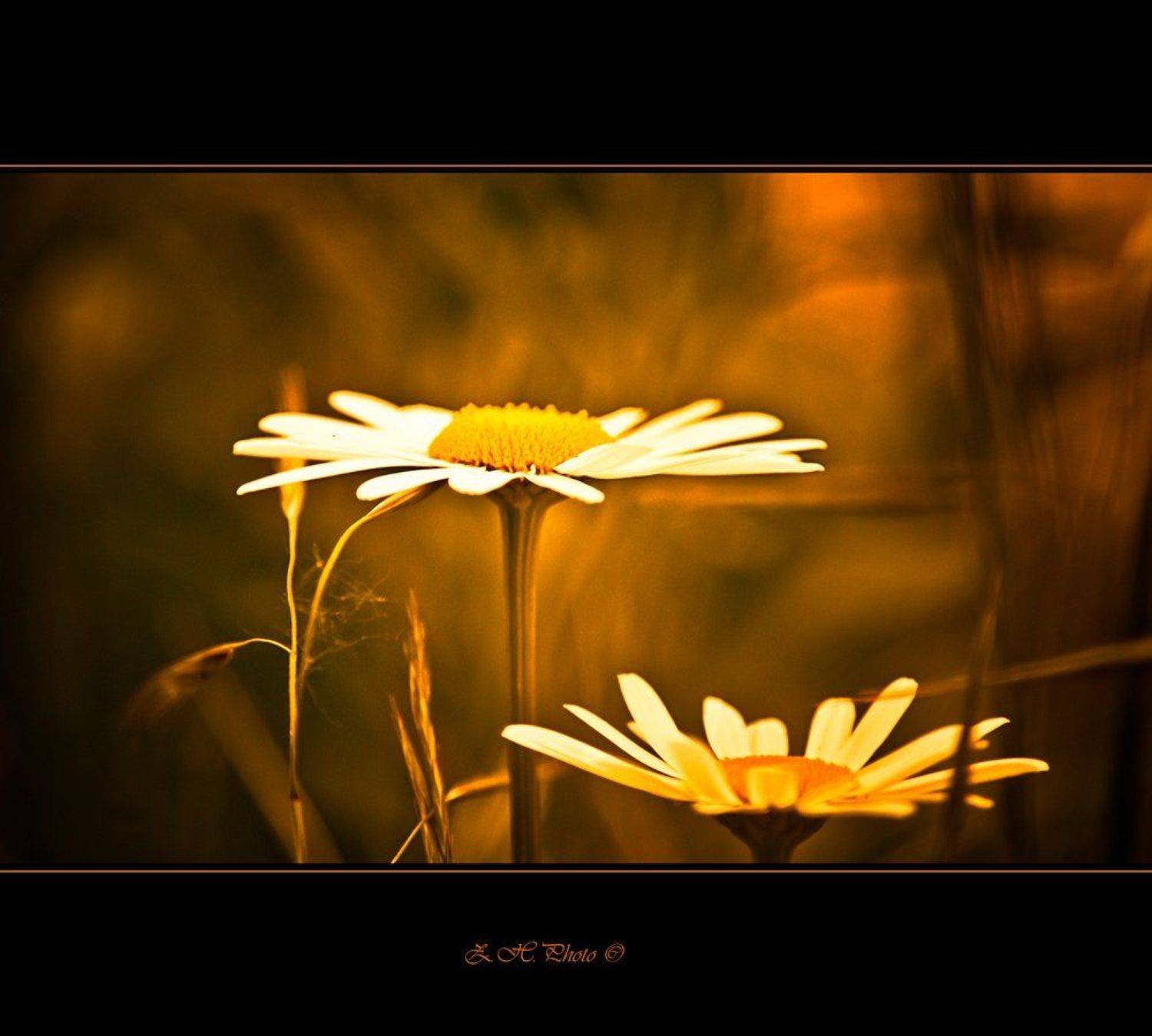 daisies, blur, golden, orange, Zdravko