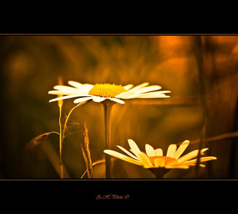 daisies, blur, golden, orange Daisies фото превью
