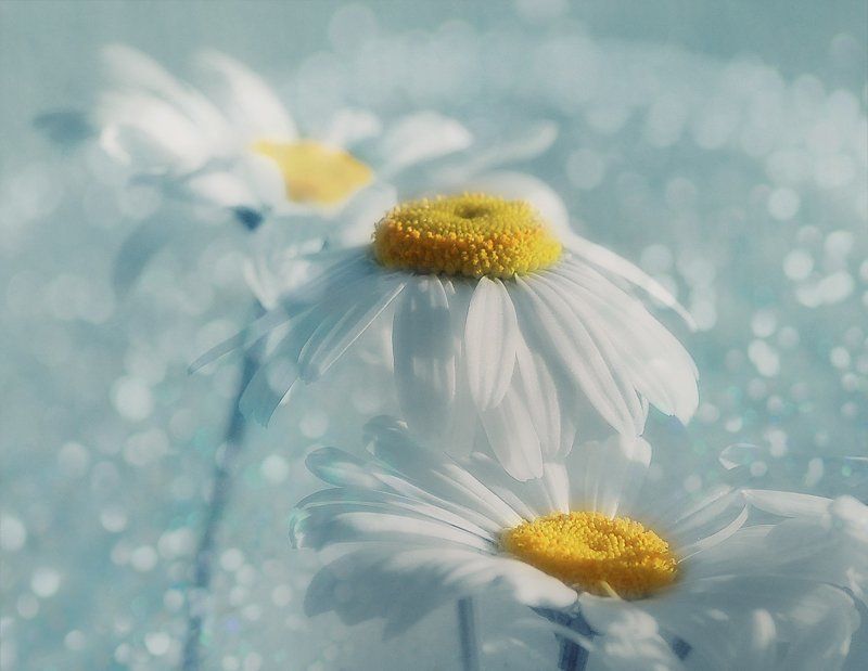 цветы *** фото превью