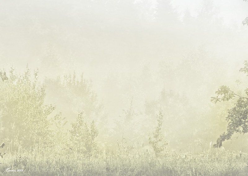 утро, природа, туман невидно.... фото превью