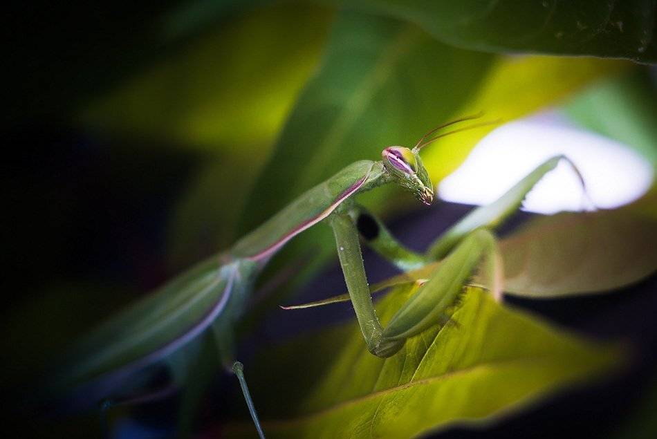 богомол, Simeon Kolev