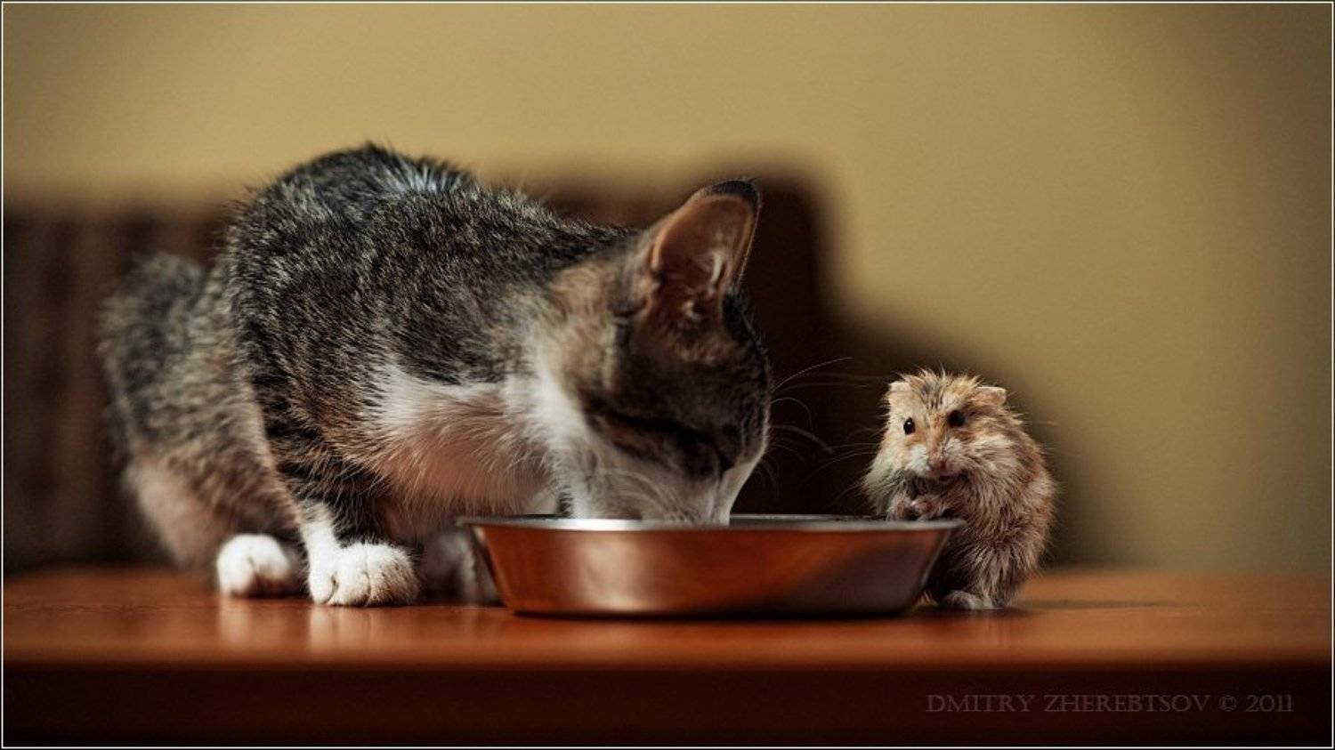 кот, хомяк, Dmitry Zherebtsov