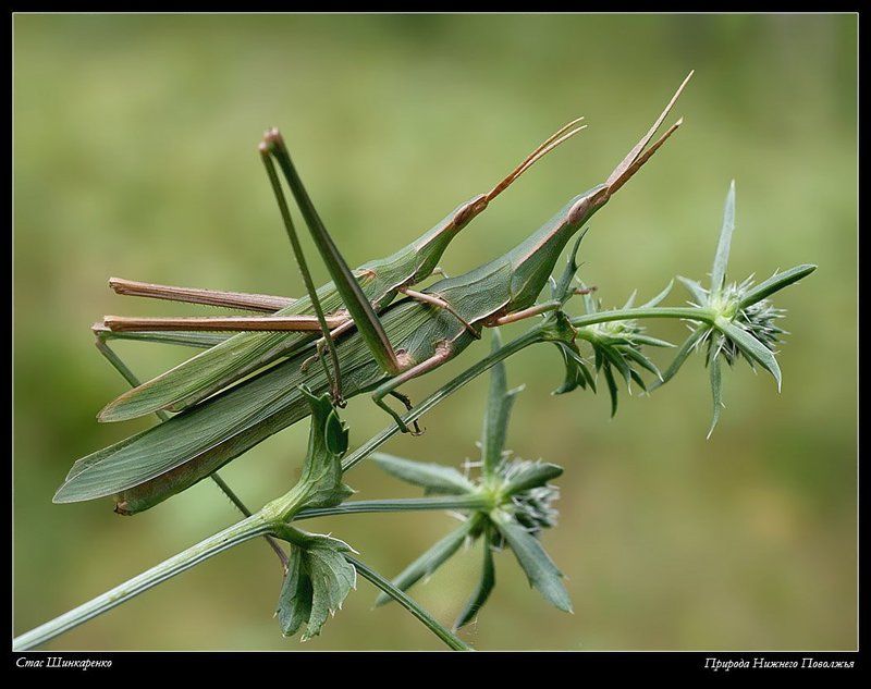 Акриды фото превью