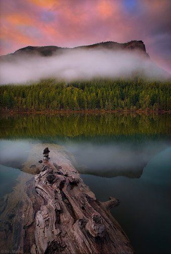 Sweet Dreams of the Rotten Log