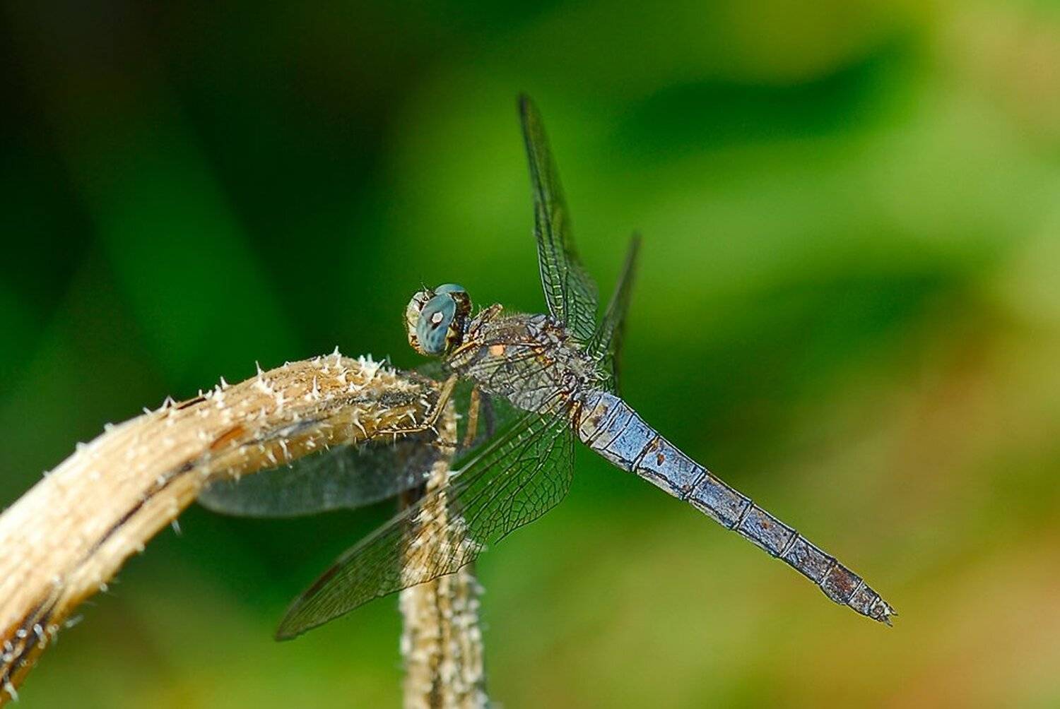 , Срђан Васиљевић