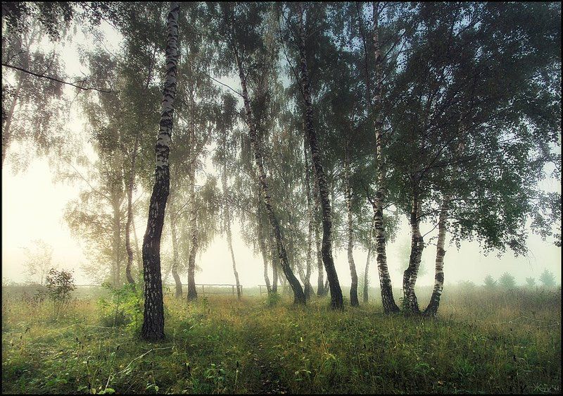 Березовое утро фото превью