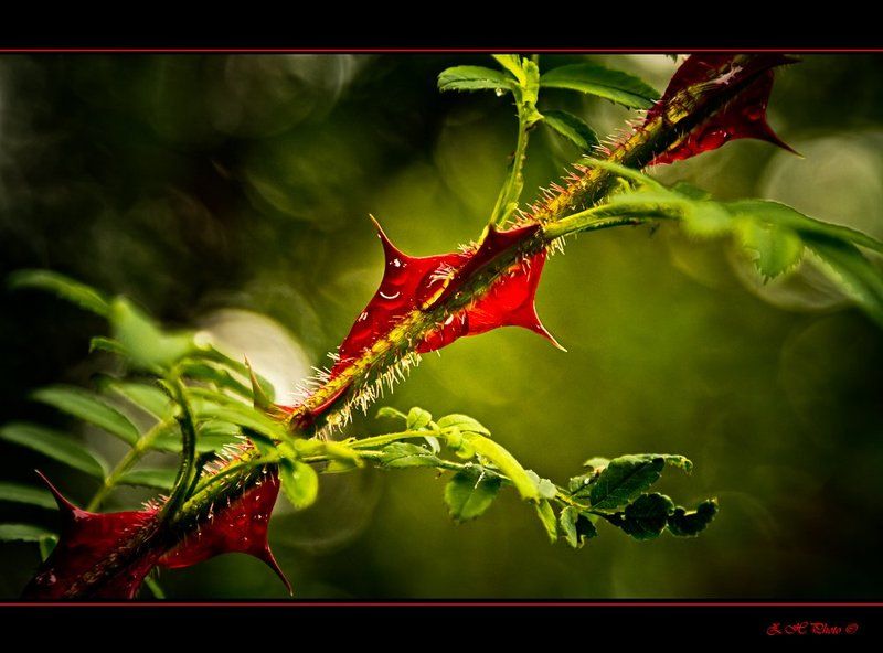 thorn, red, green, drops Red thorn фото превью