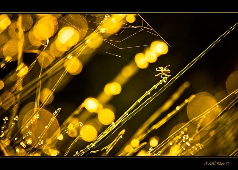 spider, web, grass, dew, sunrise, bokeh, golden, yellow Fireworks climber фото превью