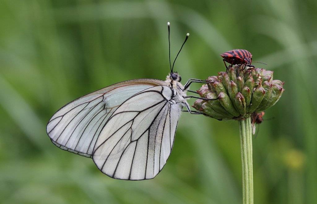 , Сергей Таланов