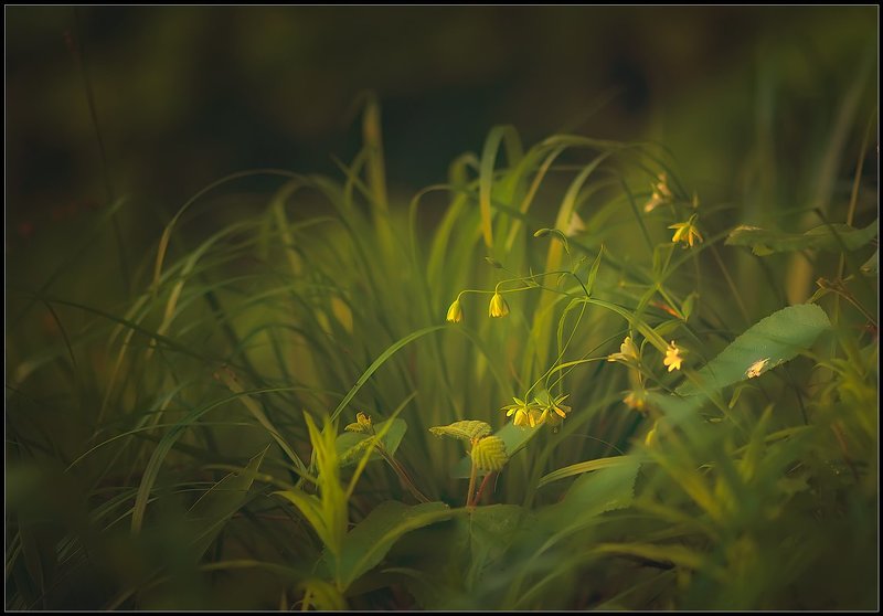 В сказочном лесу. фото превью