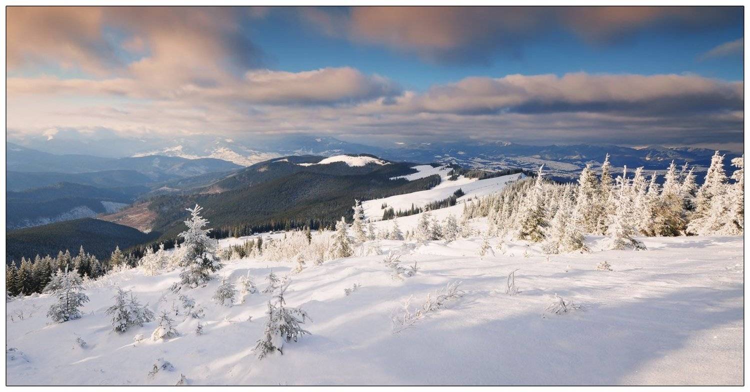 , Денис Кривой