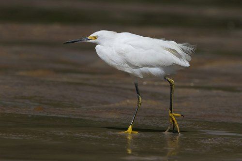 Американская бела цапля