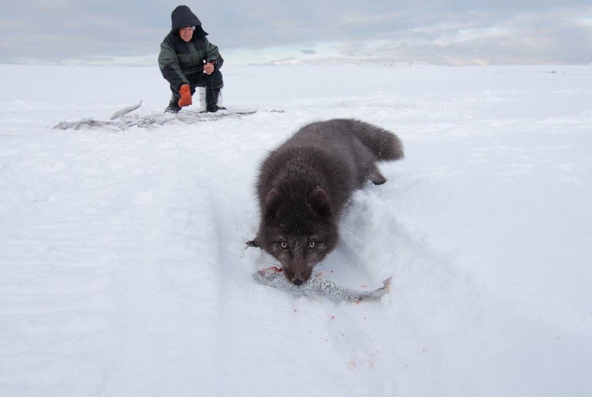 песец, рыбак, командорские острова, Utkin  Dmitriy