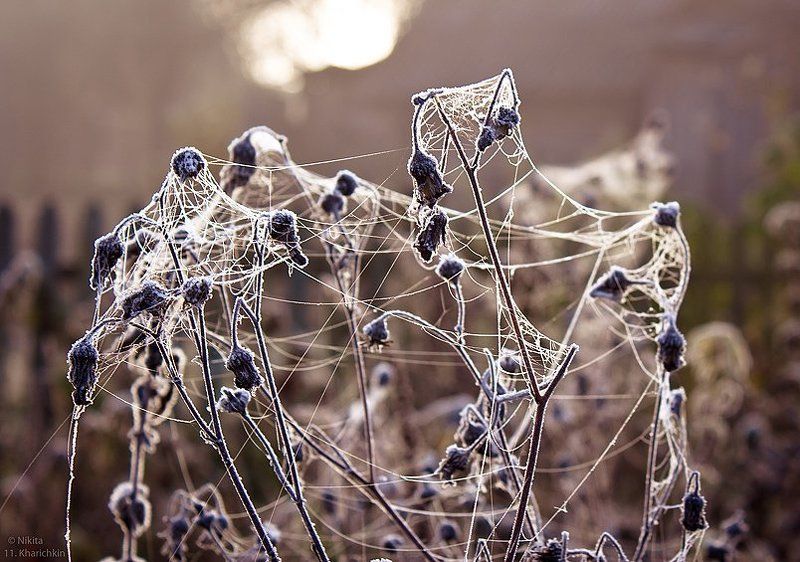 макро, иней, холод, утро, паутина Запутавшийся холод. фото превью