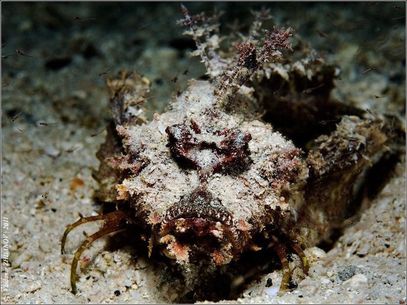 didactylus, inimicus, гоблин, морской НАСТУПАЮЩИМ НОВЫМ ГОДОМ ЗПТ ЖДУ ГОСТИ ТЧК ВАШ ПУЧЕГЛАЗЫЙ ГОБЛИН фото превью