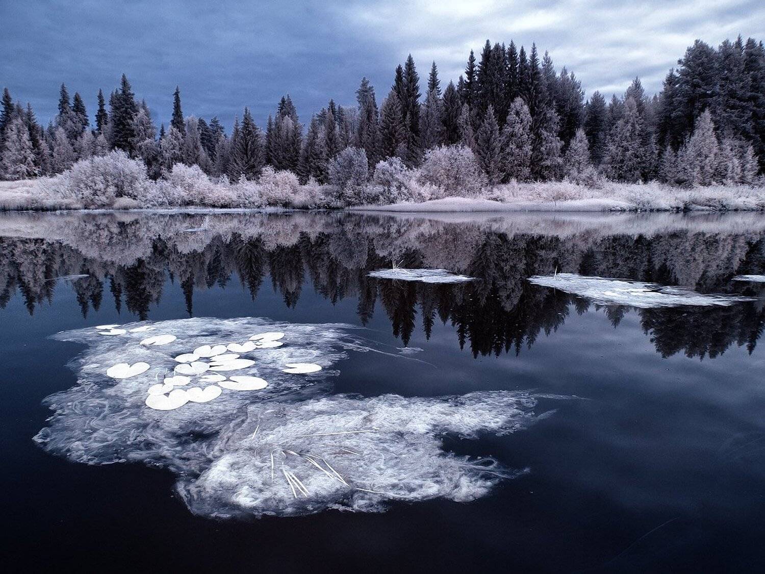 , Максим Евдокимов