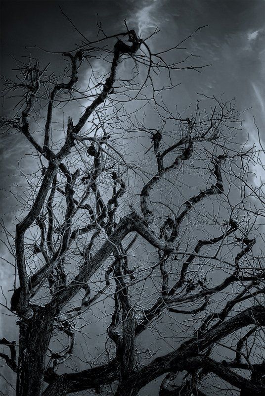 лаокоон, ассоциации Лаокоон фото превью