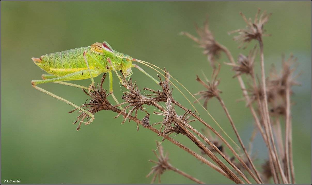 кузнечик,ощетинились,сушняк, Александр Чувилин