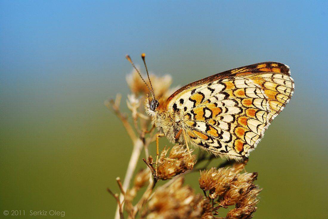 melitaea, athalia, butterfly, macro, nature, nikon, serkiz, oleg, Oleg Serkiz