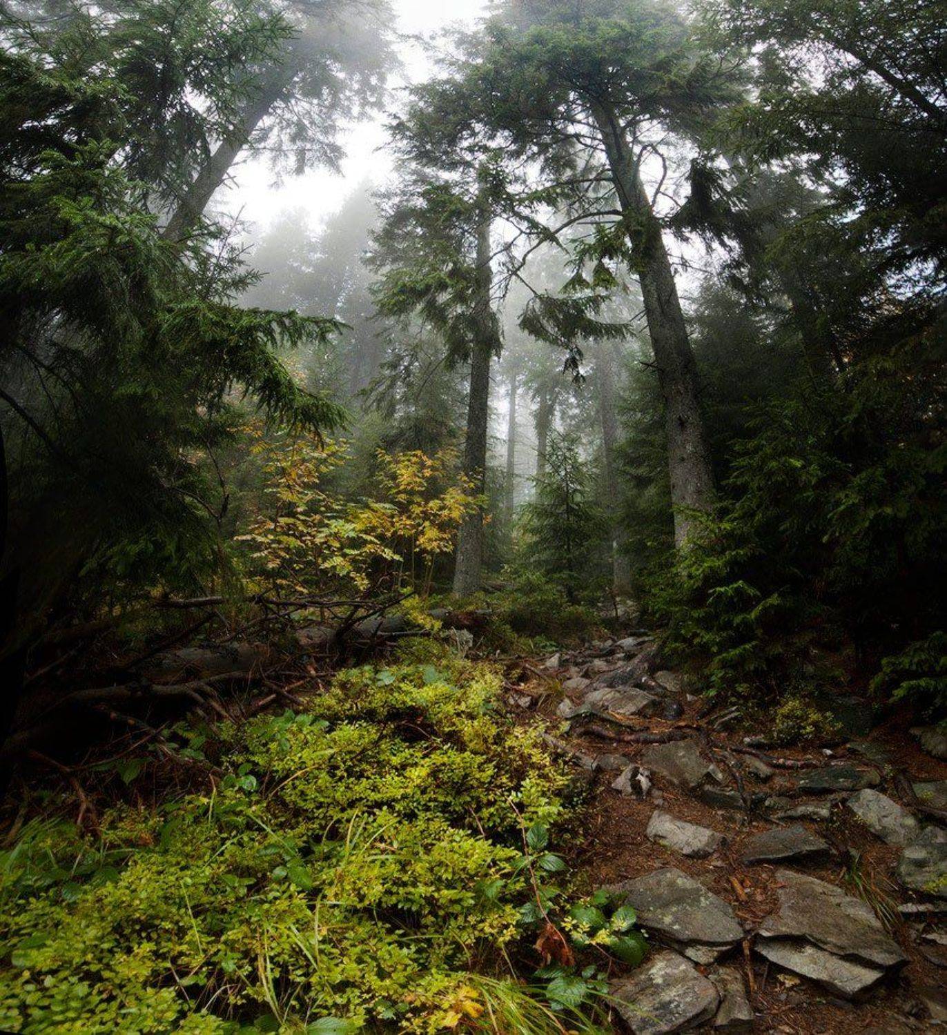 карпаты, природа, пейзаж, лес, туман, панорама, Piligrim