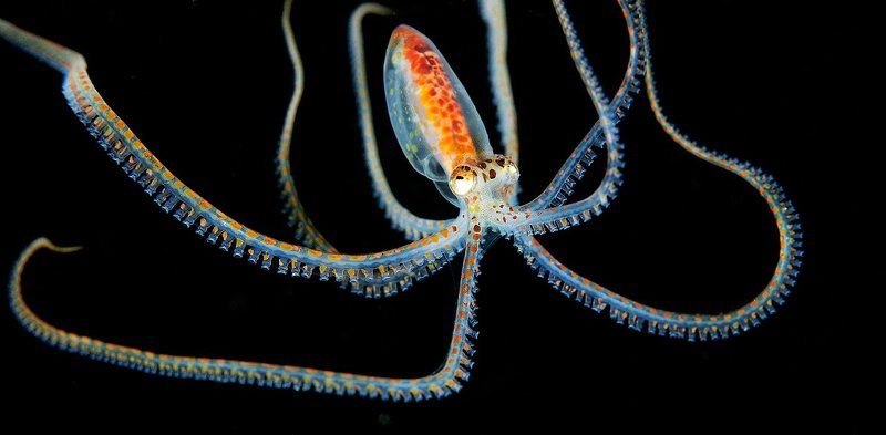 Planktonic Paralarve Octopus- Парящие в ночи. фото превью