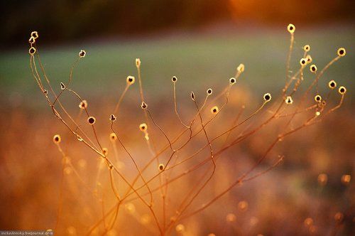 Марево сухоцвет