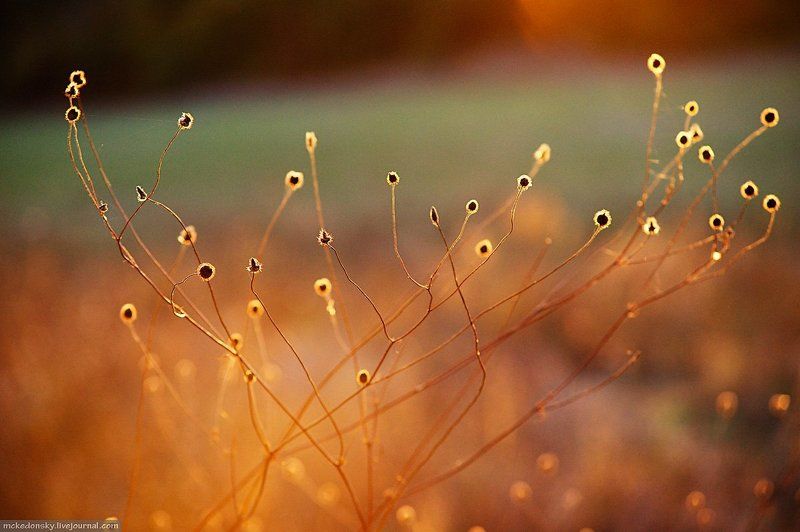 марево, сухоцвет, природа Марево сухоцвет фото превью