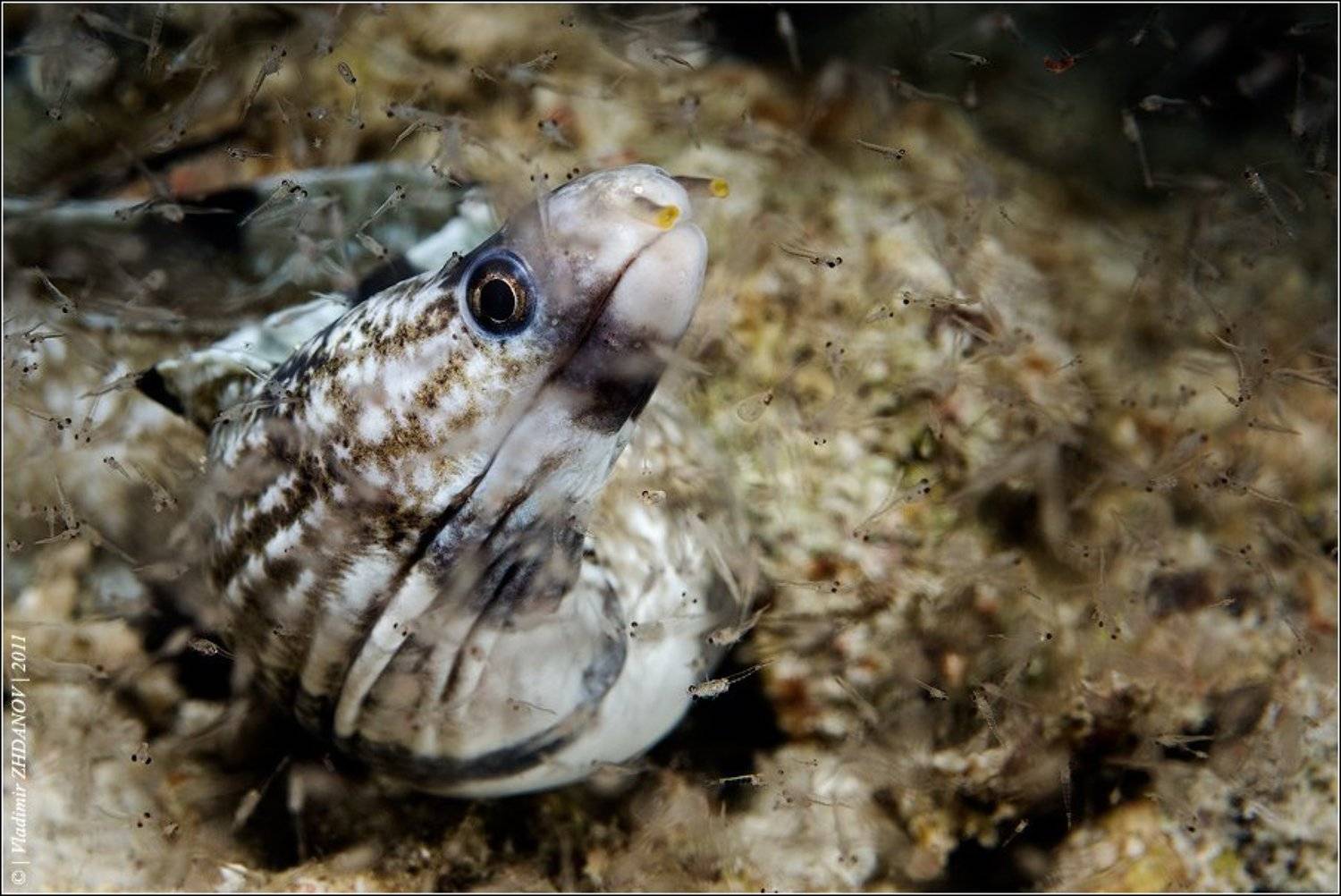 , Владимир Жданов