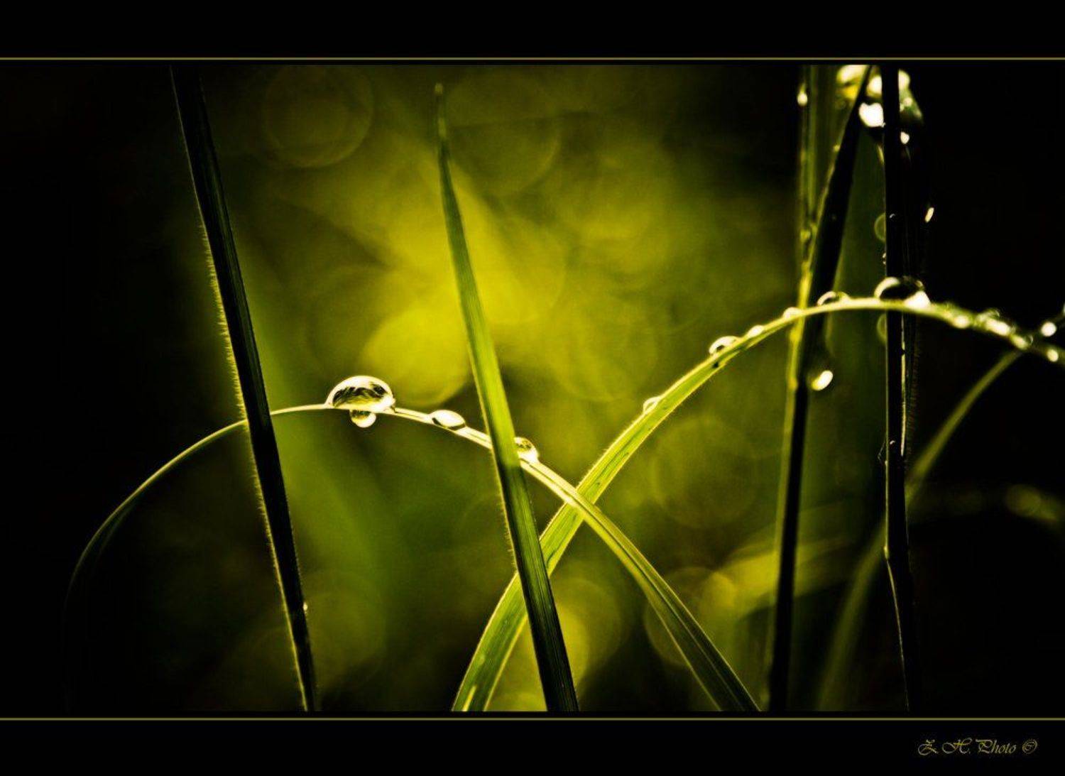 drops, grass, bokeh, green, Zdravko