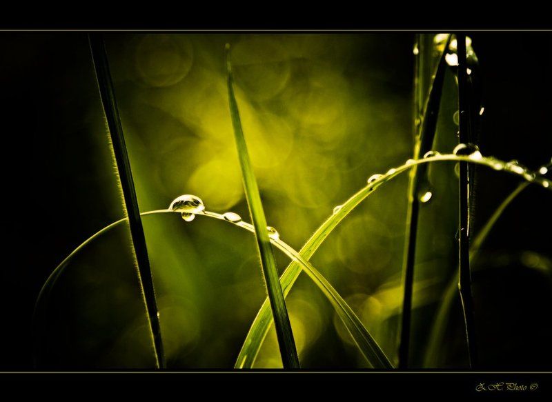 drops, grass, bokeh, green Left and right drops фото превью